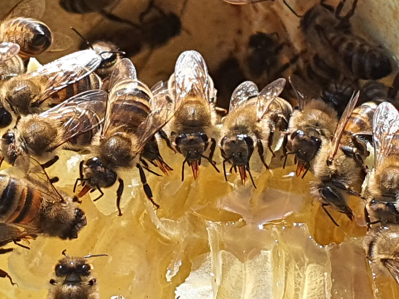 Abejas tomando miel
