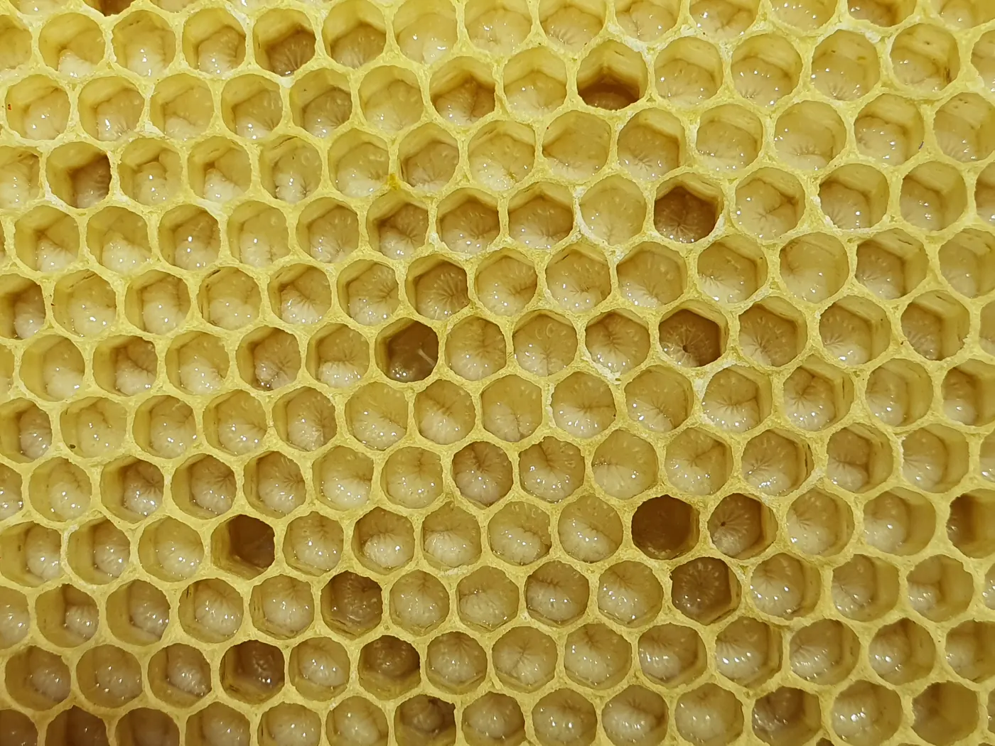 Celdillas de cera vistas de cerca