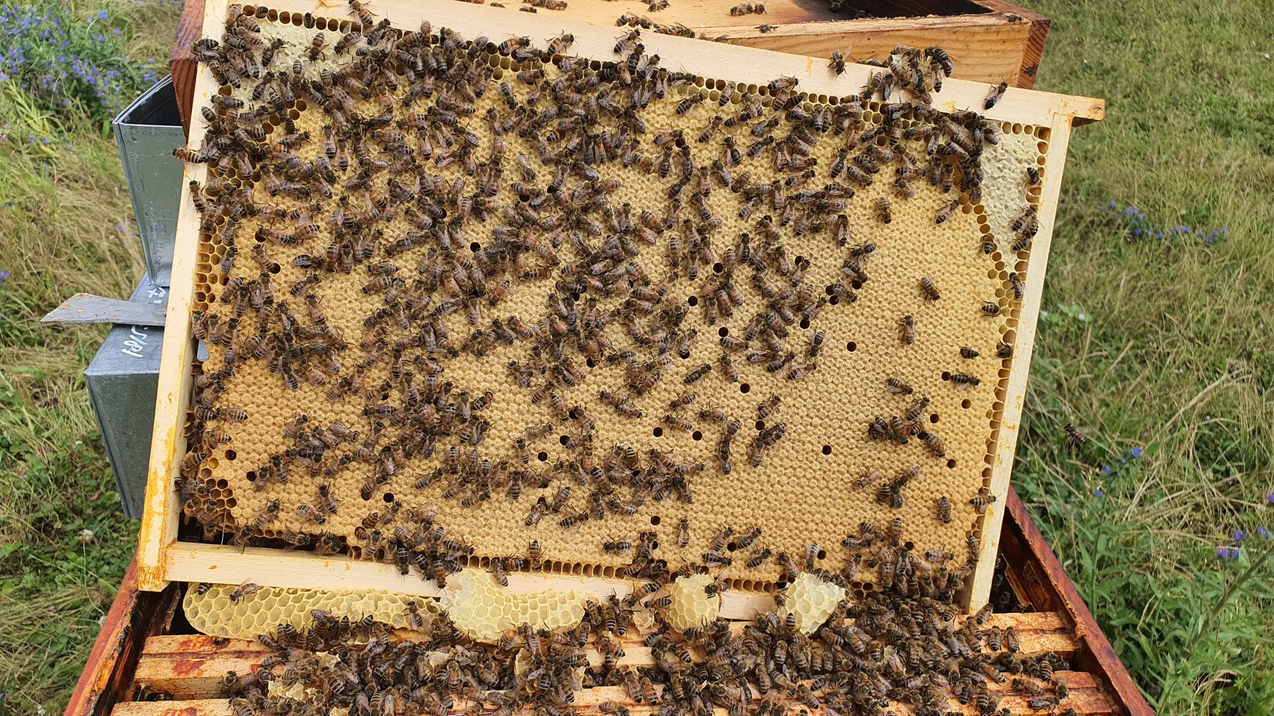 Cuadro cubierto de abejas sacado de la colmena, en el colmenar