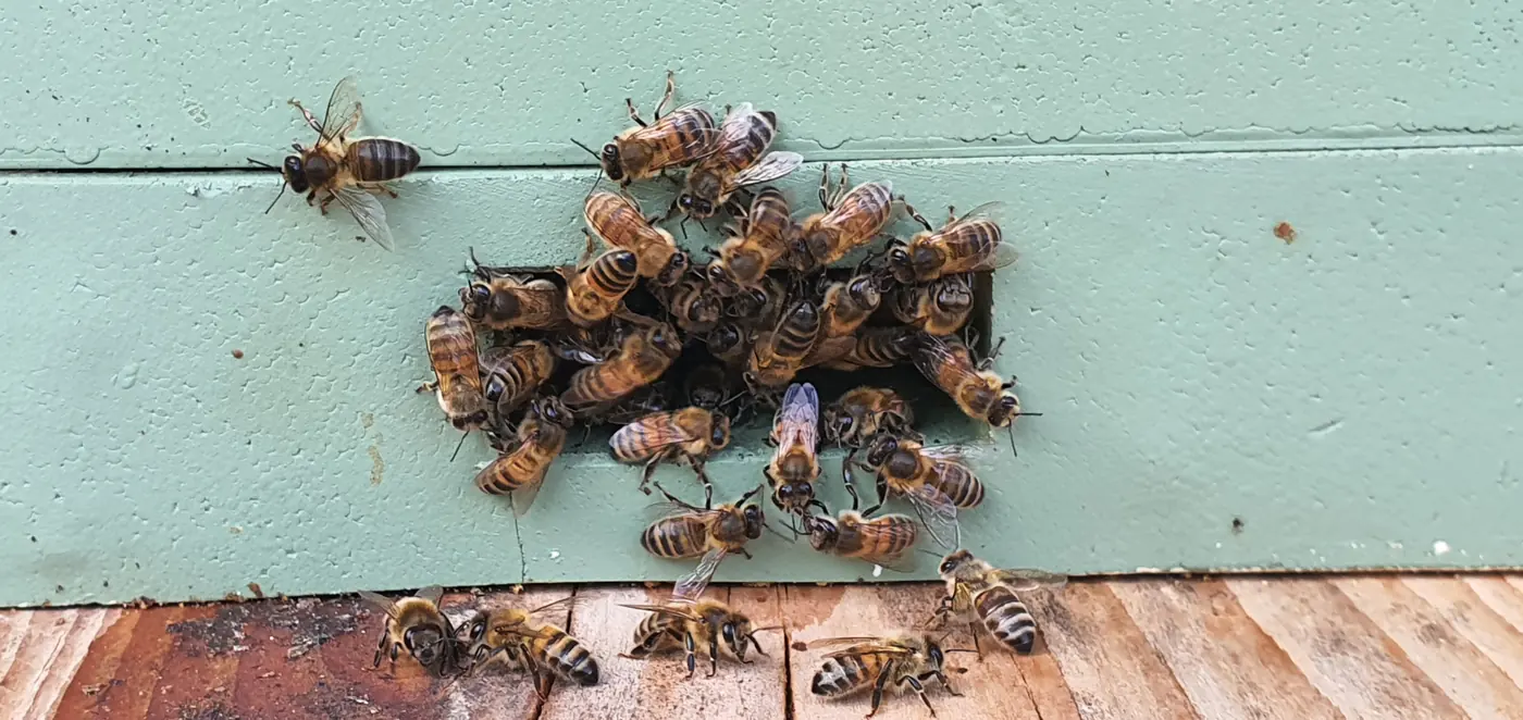 Abejas en la piquera, a la entrada de la colmena