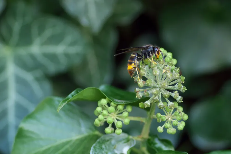 Avispa asiática