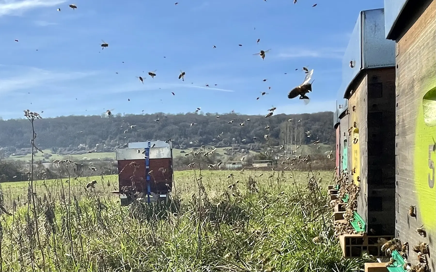 Colmenas en pleno campo bajo un cielo azul