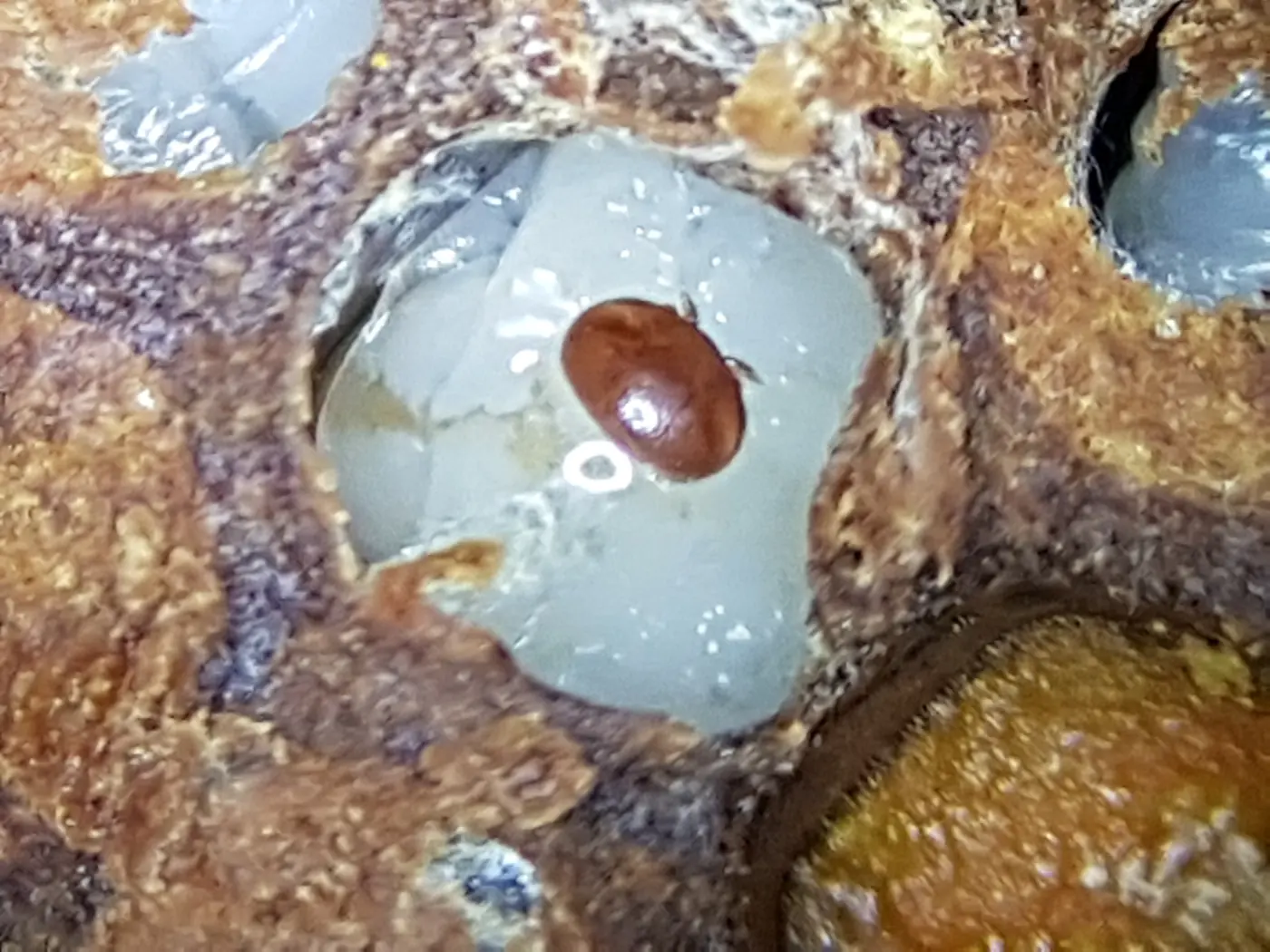 Varroa sobre una larva de abeja, en una celdilla abierta